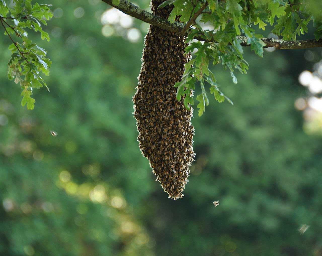 Honey Bee Swarms Information For The Public Bedfordshire Beekeepers Association