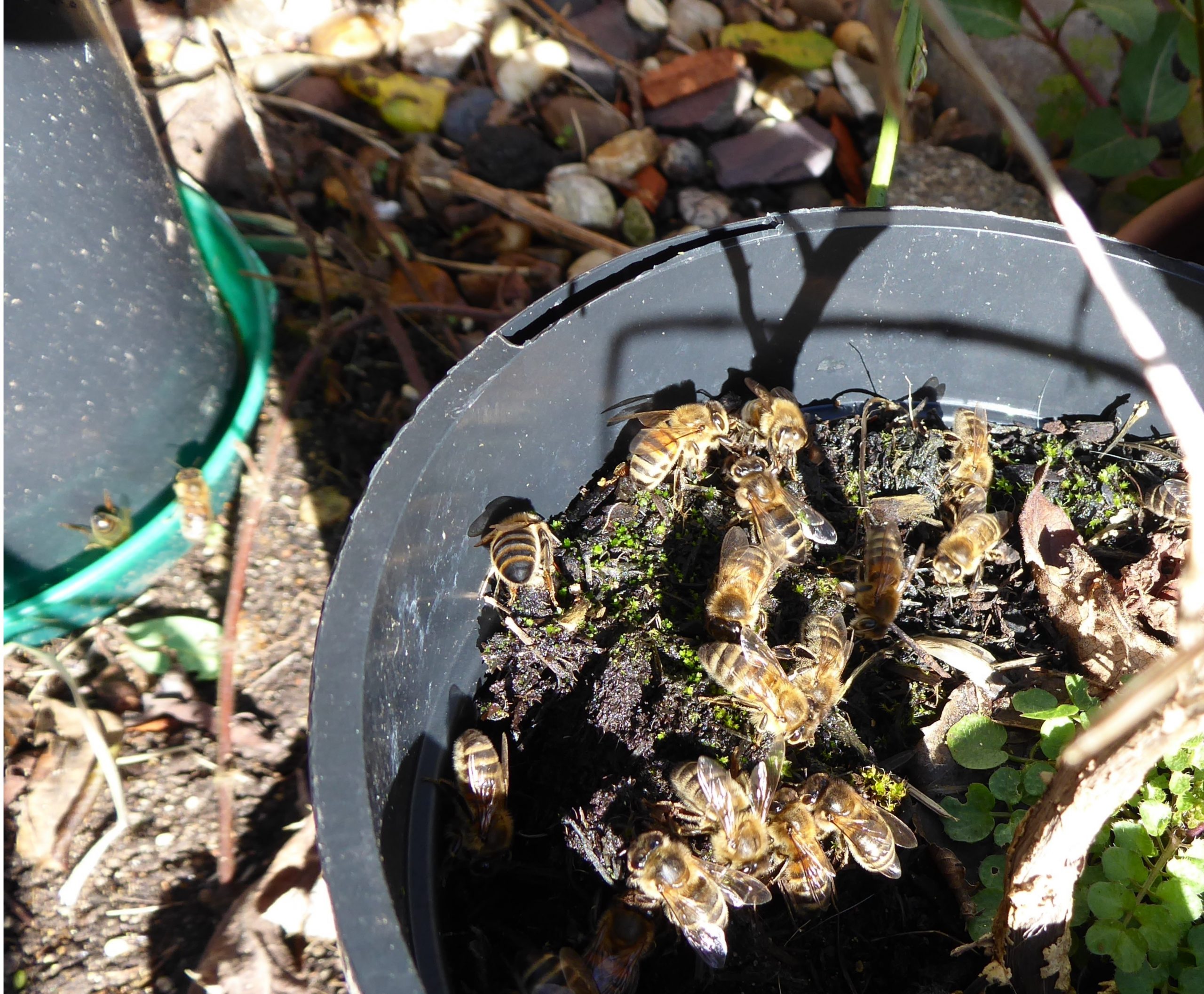 Bees on Compost