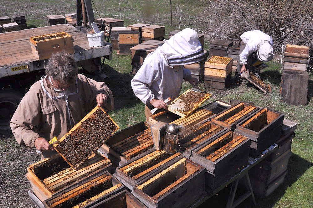Nucs and how to use them effectively Bedfordshire Beekeepers Association