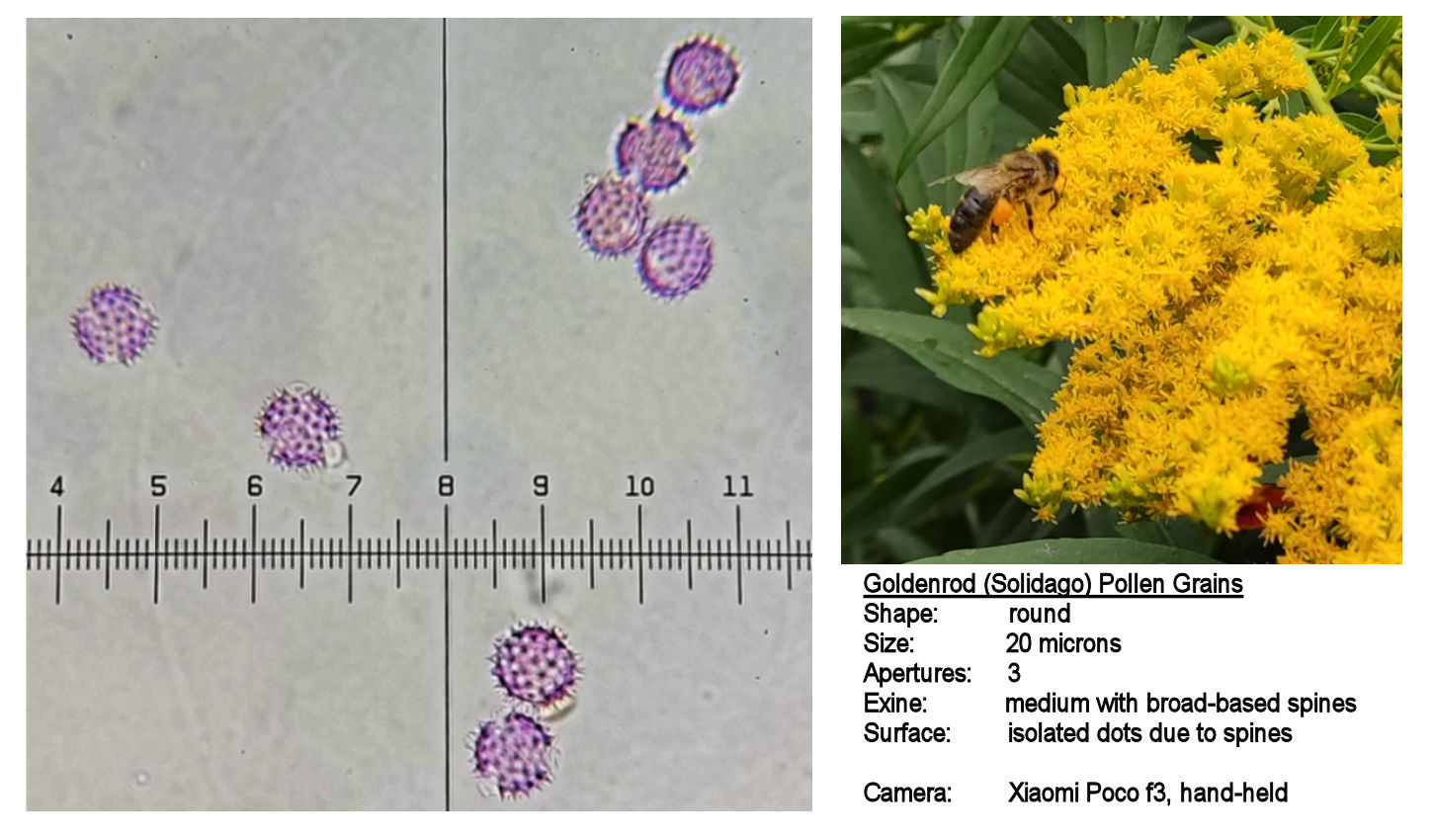 Introductory Microscopy - Bedfordshire Beekeepers Association