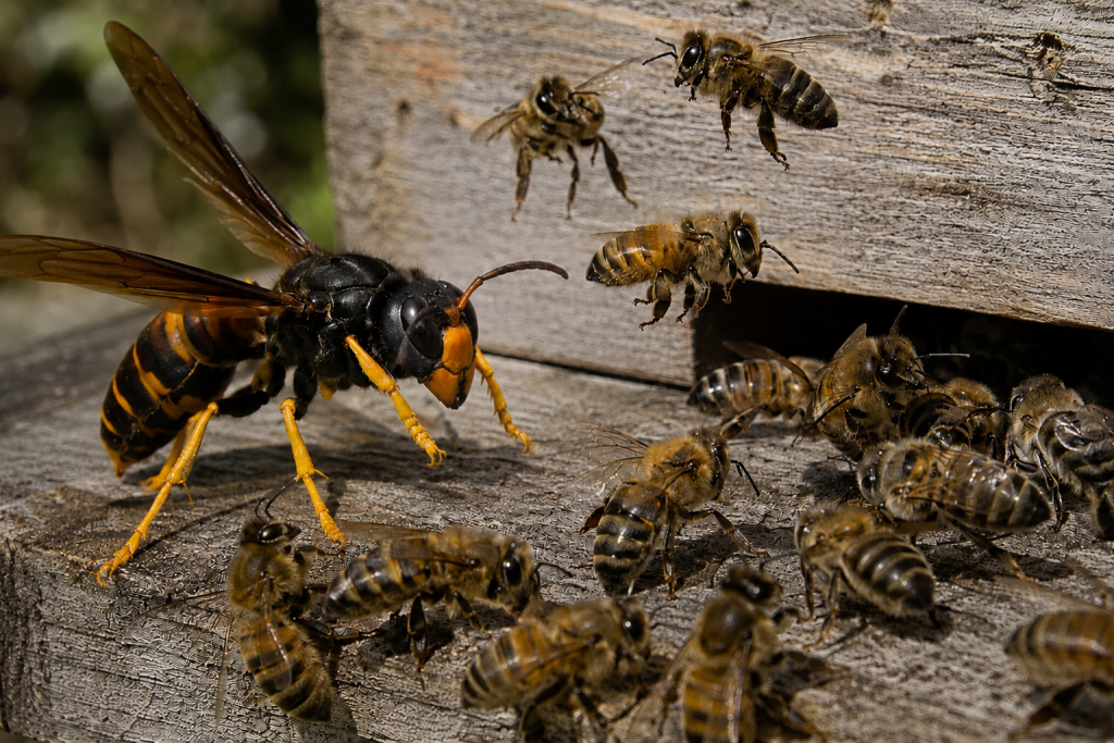 Asian-Hornet-Bees-ChatGpt-1024x683 Home